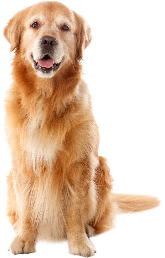 Beautiful Golden Retriever Dog Breed