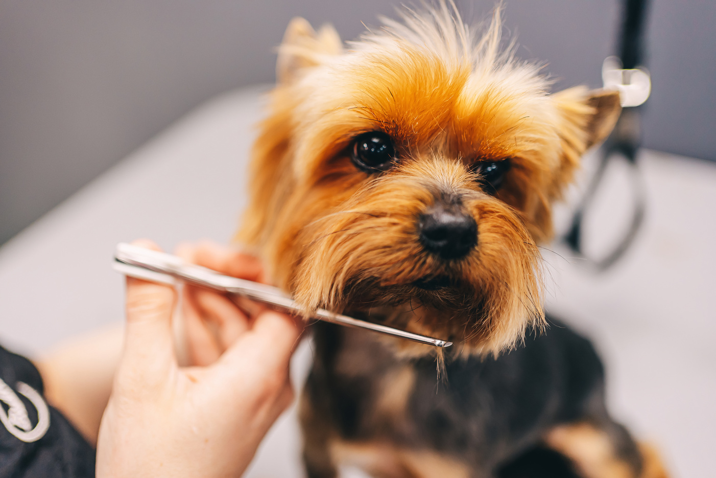 Groomer Grooming a Dog in a Pet Salon